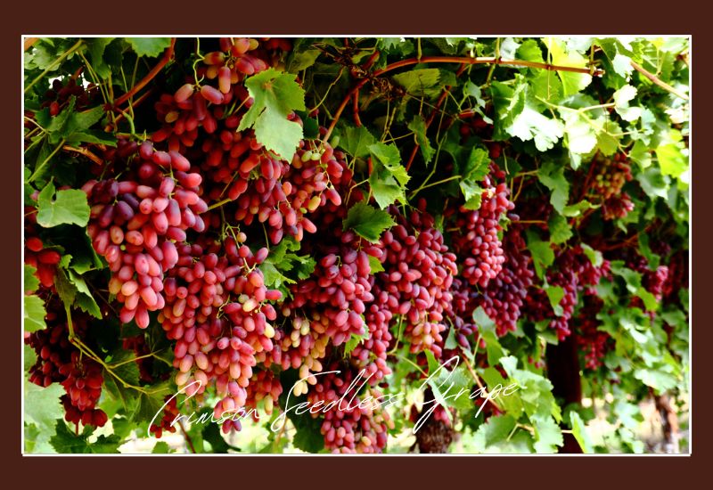 Types Of Grapes Crimson Seedless Grape