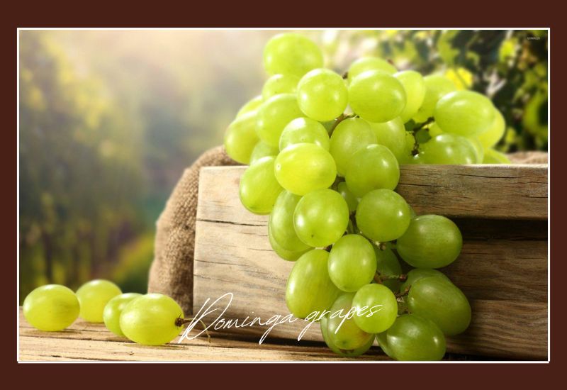 Types Of Grapes Dominga Grapes
