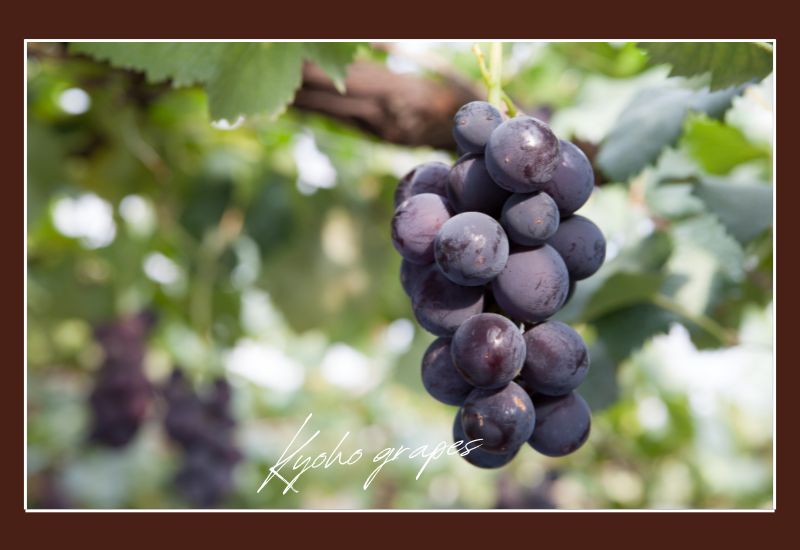 Types Of Grapes Kyoho Grapes
