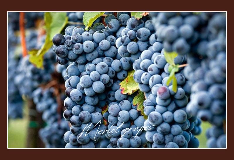 Types Of Grapes Merlot Grapes