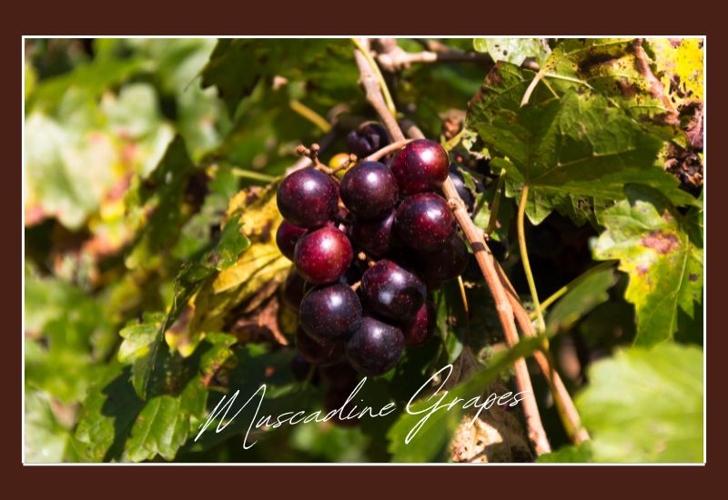 Types Of Grapes Muscadine Grapes