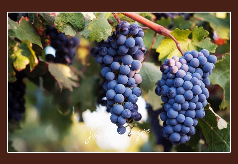 Types Of Grapes Shiraz Grape