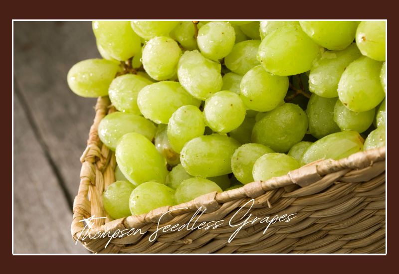 Types Of Grapes Thompson Seedless Grapes