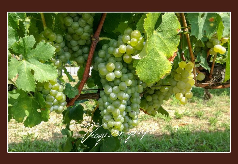 Types Of Grapes Viognier Grape
