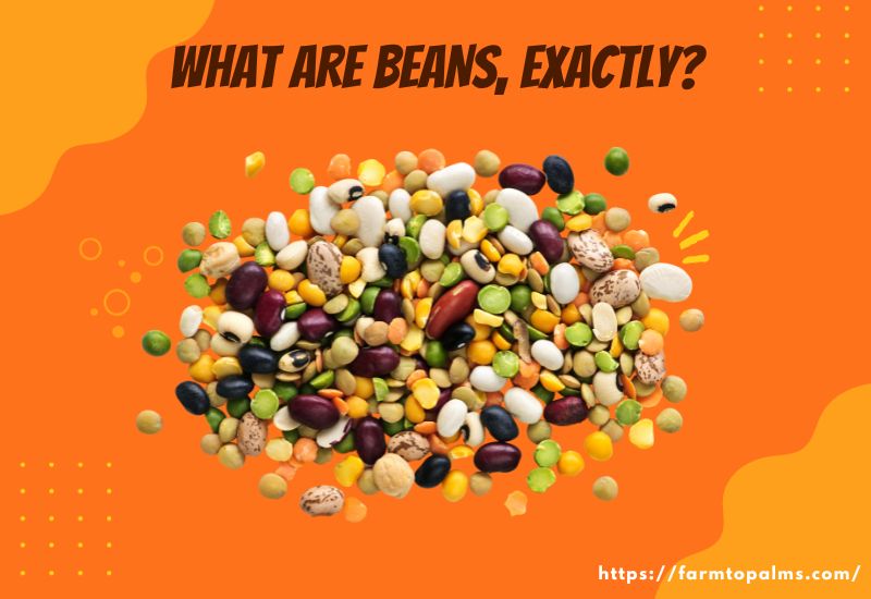 What Are Beans