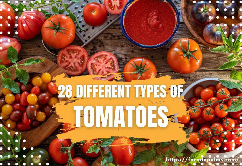 28 Different Types Of Tomatoes And Their Culinary Applications