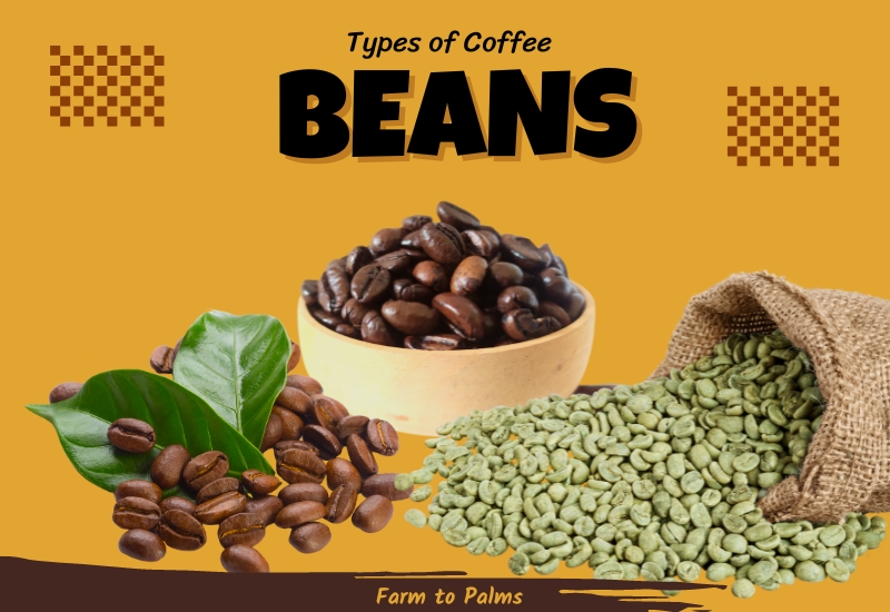 How Many Types Of Coffee Beans Are There 4 Types Of Coffee Beans How To Choose