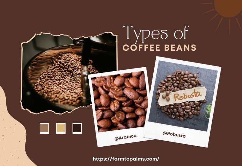 How Many Types Of Coffee Beans Are There