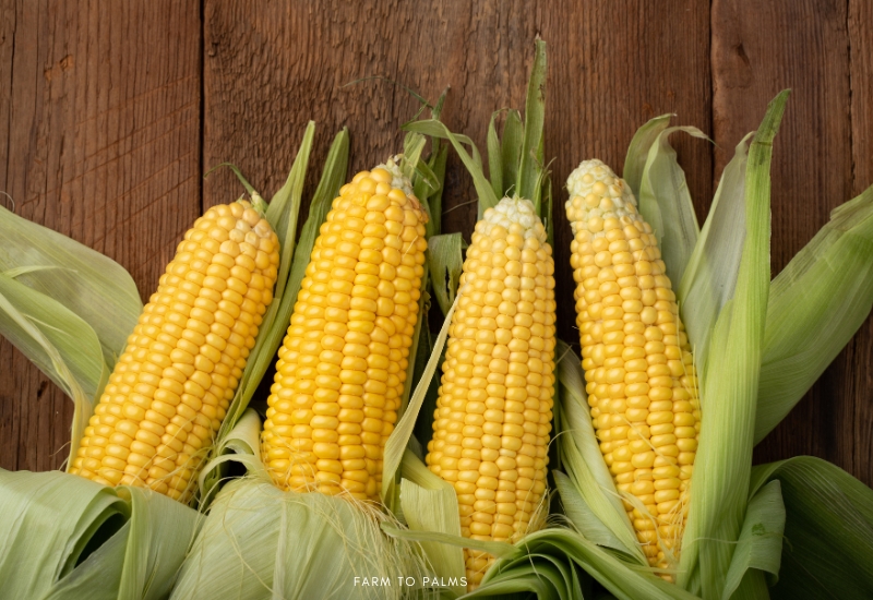 Is Corn A Fruit Vegetable Or Grain 1