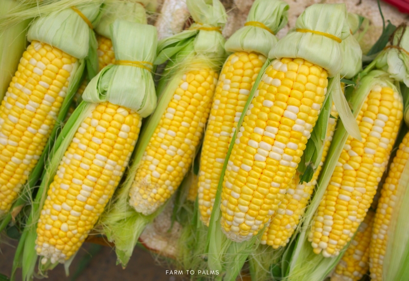 Is Corn A Fruit Vegetable Or Grain 3