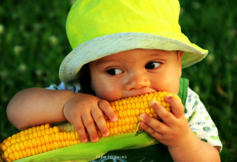 Is Corn A Fruit Vegetable Or Grain 4