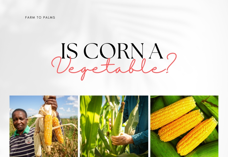 Is Corn A Vegetable