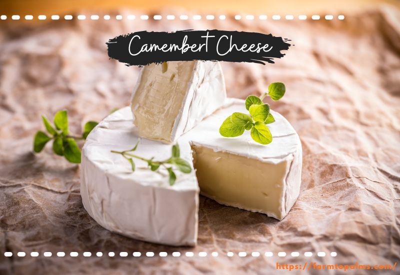 Different Types Of Cheese Camembert Cheese