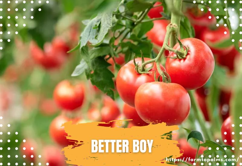 Types Of Tomatoes Better Boy