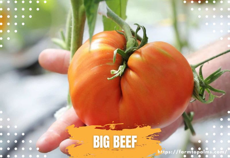 Types Of Tomatoes Big Beef