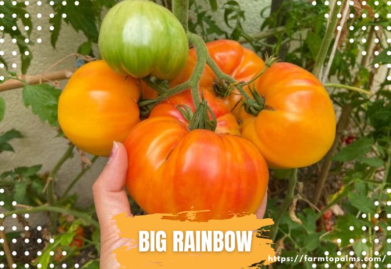 Types Of Tomatoes Big Rainbow
