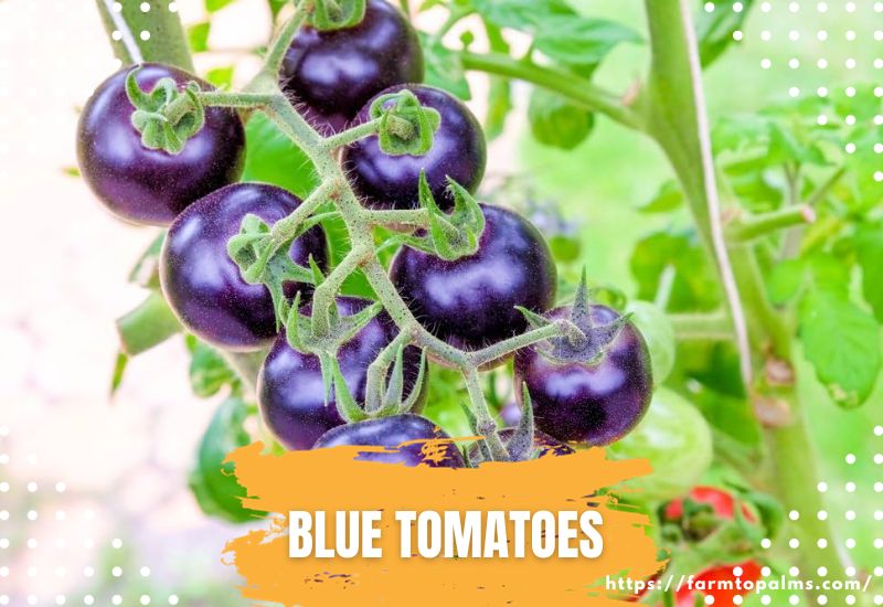 Types Of Tomatoes Blue Tomatoes