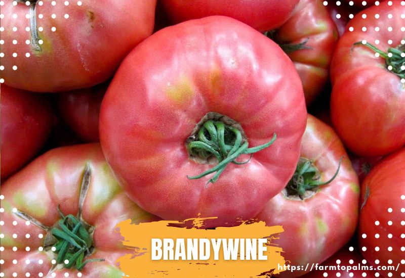 Types Of Tomatoes Brandywine