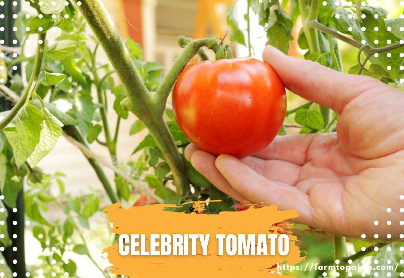 Types Of Tomatoes Celebrity Tomato