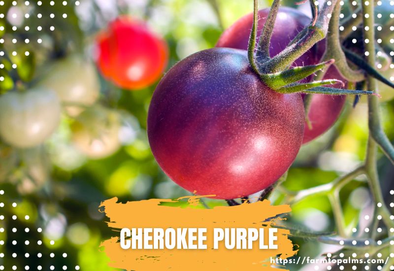 Types Of Tomatoes Cherokee Purple