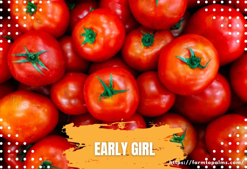 Types Of Tomatoes Early Girl