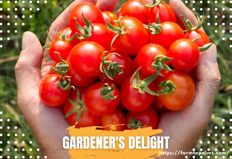 Types Of Tomatoes Gardeners Delight
