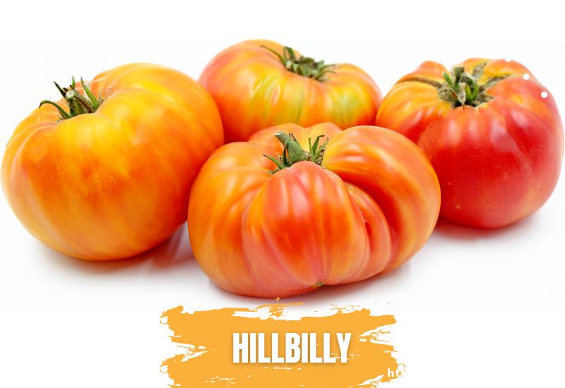 Types Of Tomatoes Hillbilly