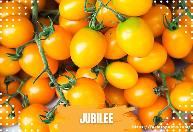 Types Of Tomatoes Jubilee