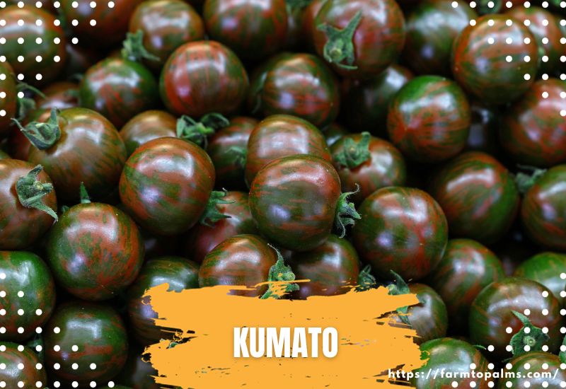 Types Of Tomatoes Kumato