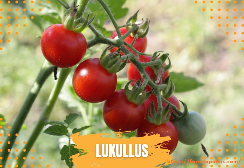 Types Of Tomatoes Lukullus