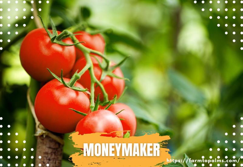 Types Of Tomatoes Moneymaker