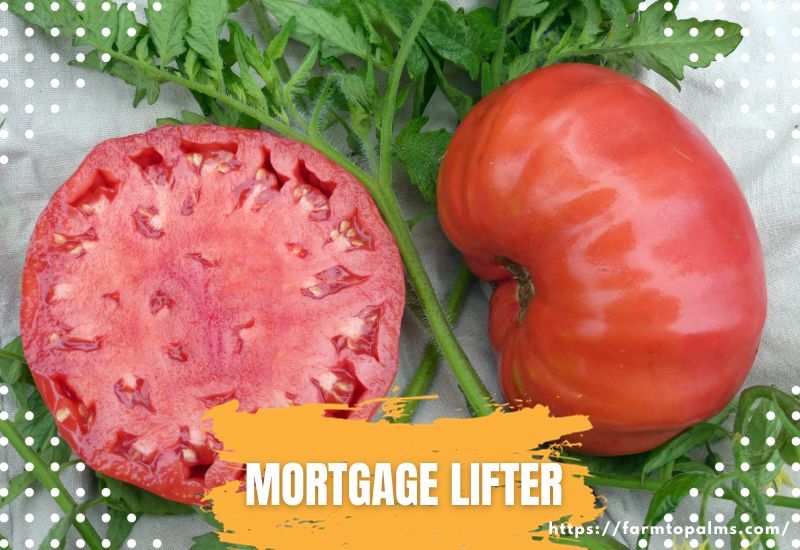 Types Of Tomatoes Mortgage Lifter