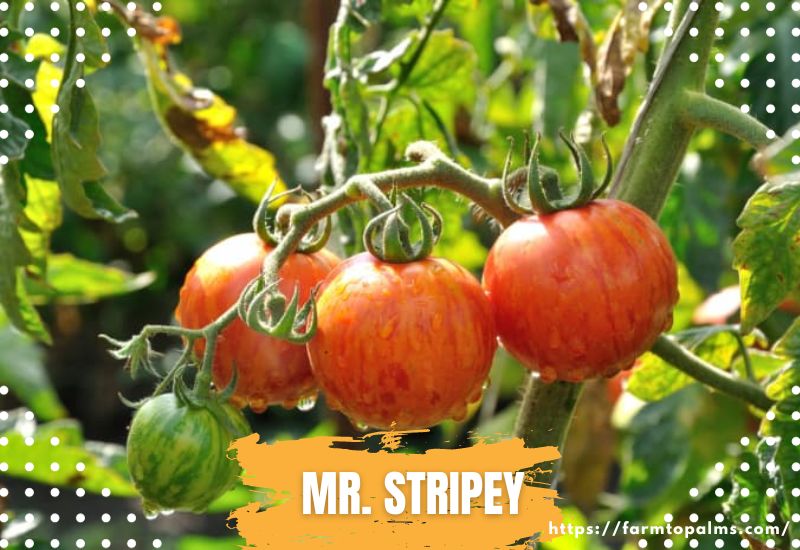 Types Of Tomatoes Mr. Stripey