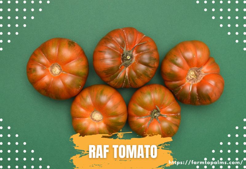 Types Of Tomatoes Raf Tomato