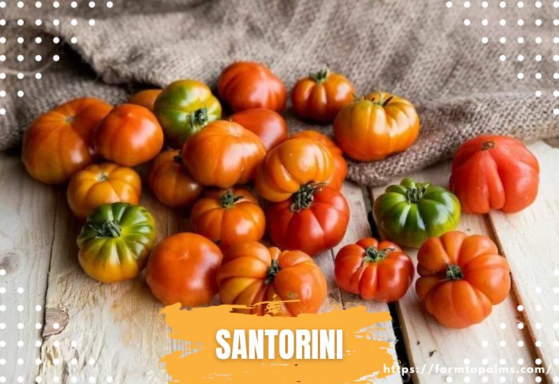 Types Of Tomatoes Santorini