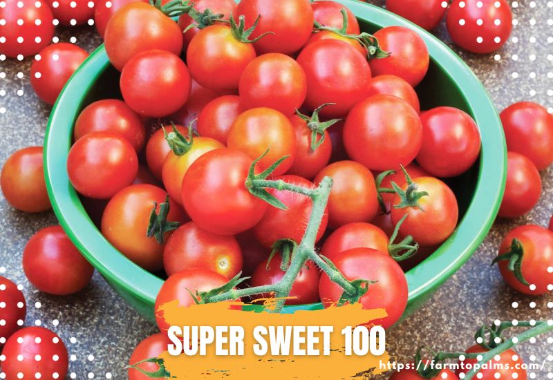Types Of Tomatoes Super Sweet 100