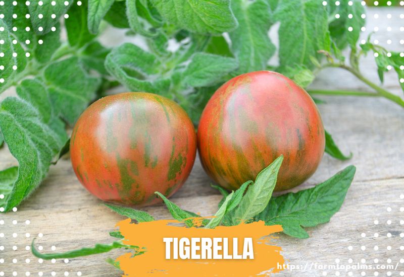 Types Of Tomatoes Tigerella Tomatoes