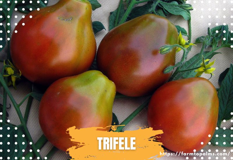 Types Of Tomatoes Trifele