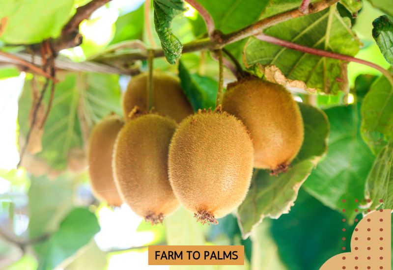 10 Health Benefits Of Kiwi Fruit