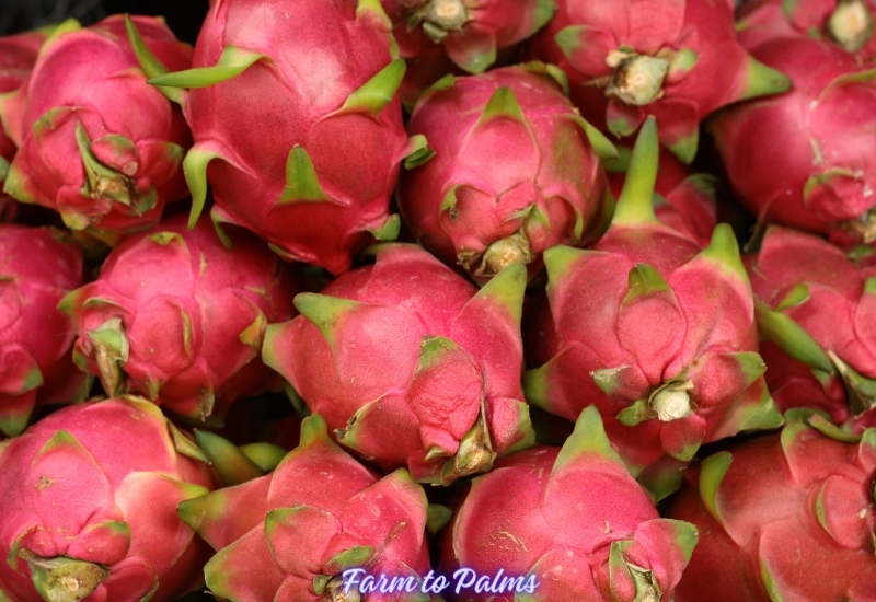 How To Select And Store Dragon Fruit
