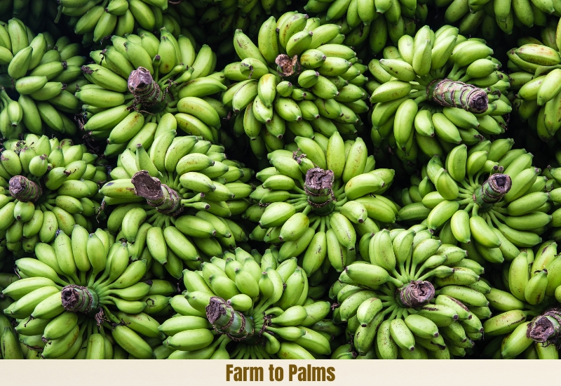How To Store Green Bananas Until They Ripen