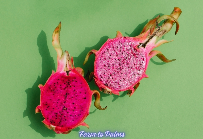 The Health Benefits Of Dragon Fruit
