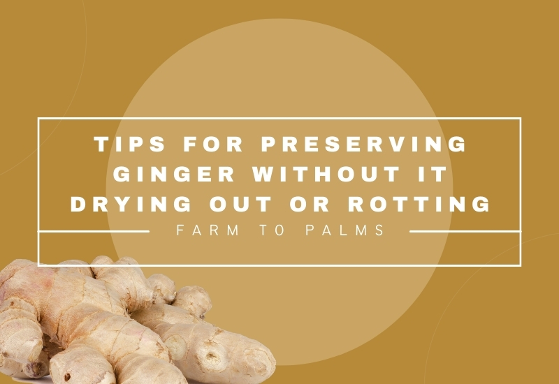 Tips For Preserving Ginger Without It Drying Out Or Rotting