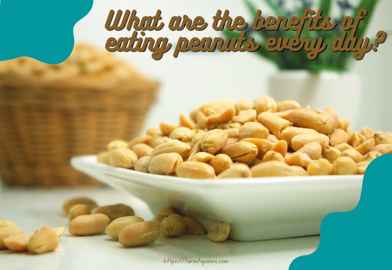 What Are The Benefits Of Eating Peanuts Every Day
