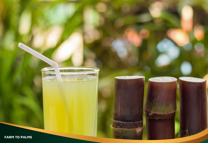 Should You Drink Sugarcane Juice For Weight Loss
